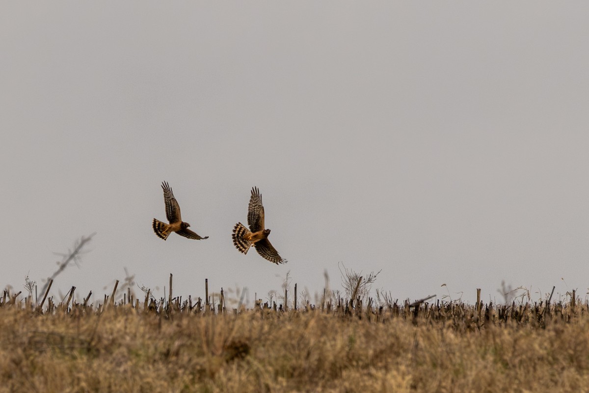 mørkmyrhauk - ML647712584