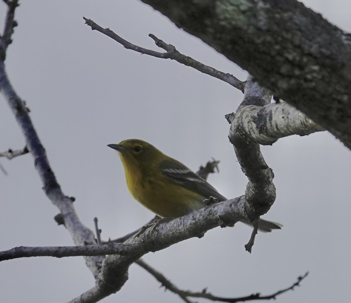 Kiefernwaldsänger - ML647712600