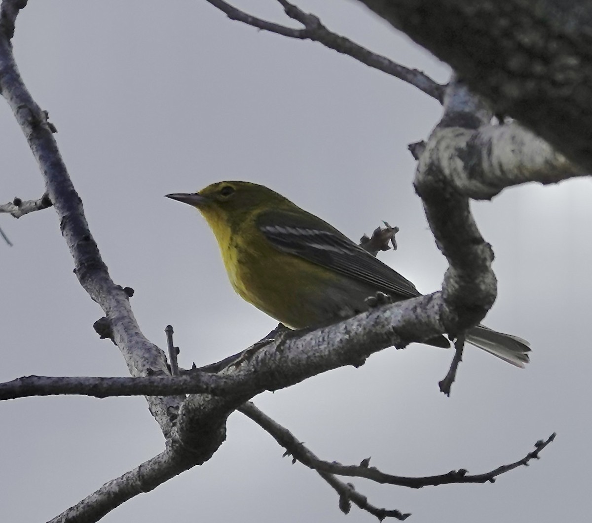 Kiefernwaldsänger - ML647712601