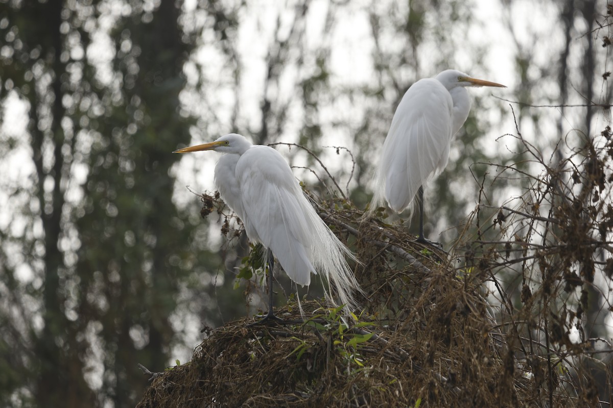 Great Egret (American) - ML647712617