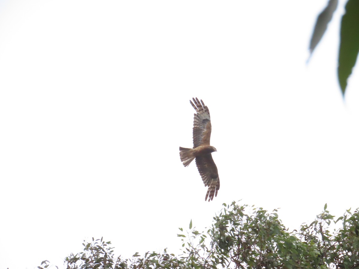 Square-tailed Kite - ML647712626