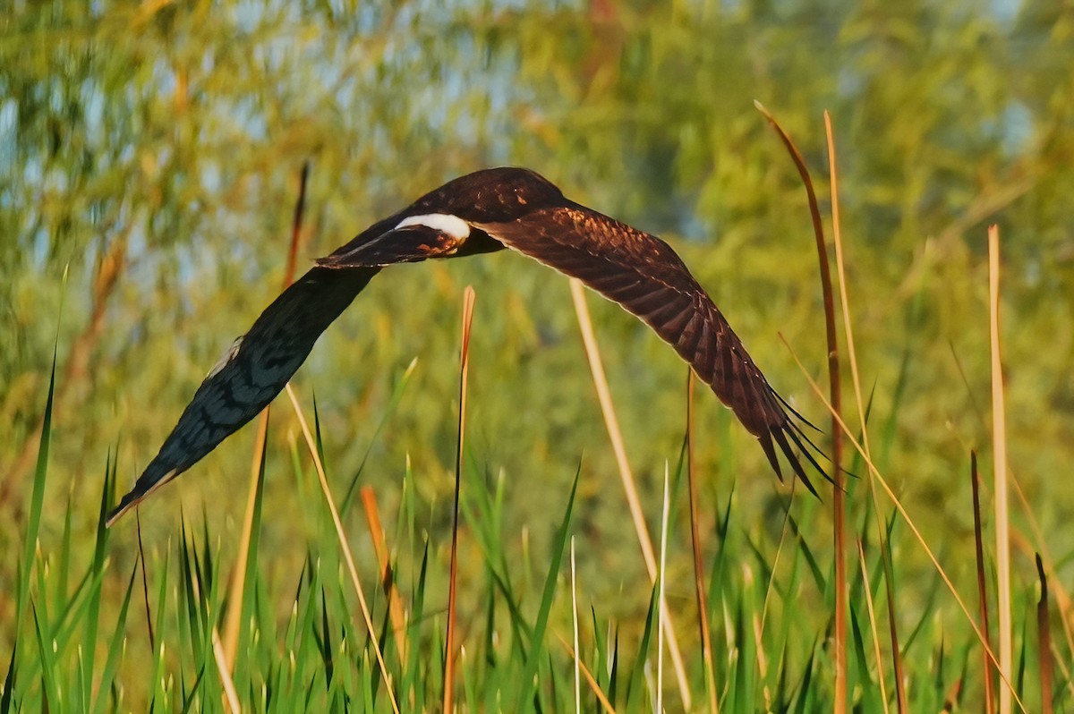 mørkmyrhauk - ML647712633