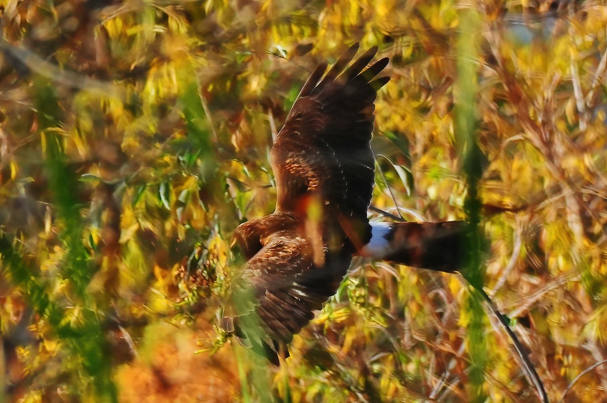 mørkmyrhauk - ML647712634