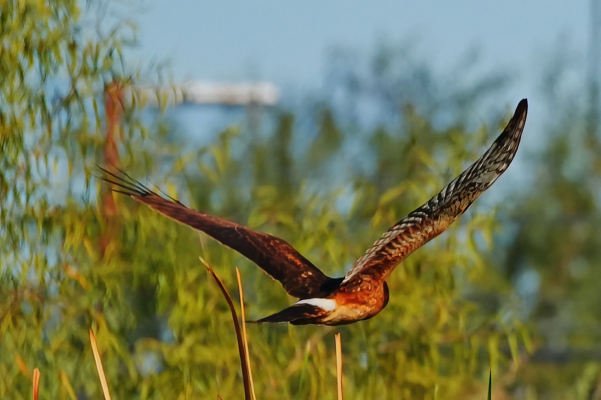 mørkmyrhauk - ML647712635