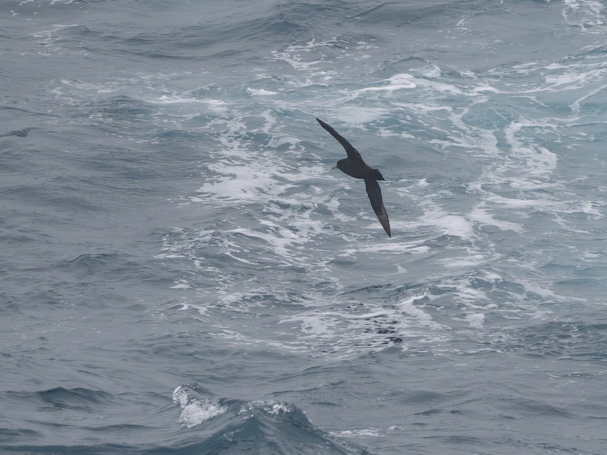 Beyaz Gıdılı Yelkovan - ML647712639