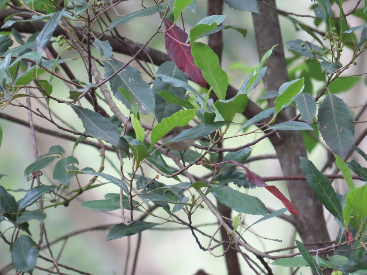 チャイロセンニョムシクイ - ML647712641