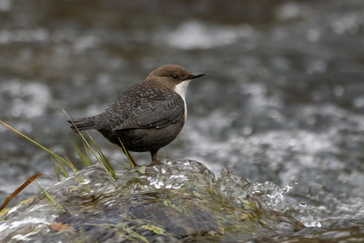 Пронурок біловолий - ML647712660