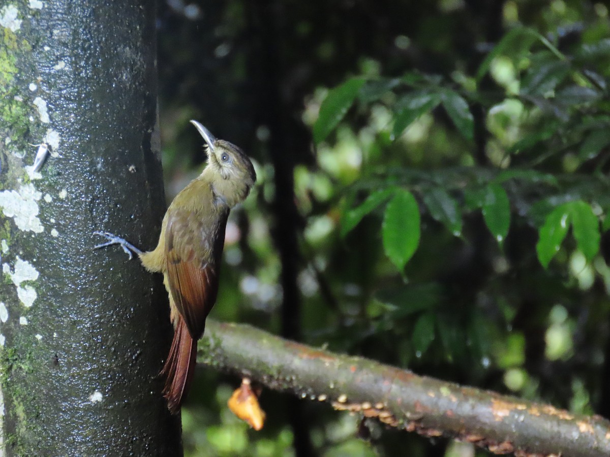 Plain-brown Woodcreeper - ML647712670