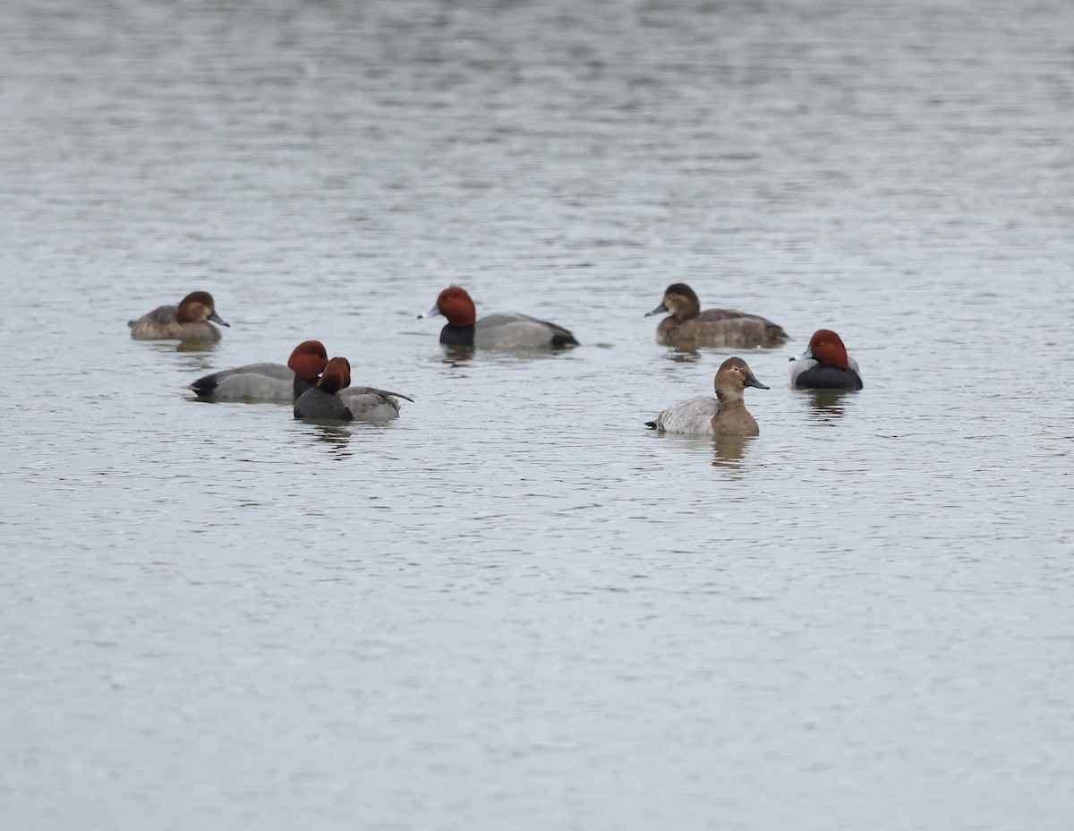 Fuligule à dos blanc - ML647712693