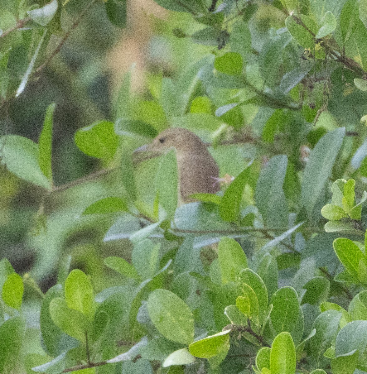 Өмнөдийн охил бялзуухай - ML647712703