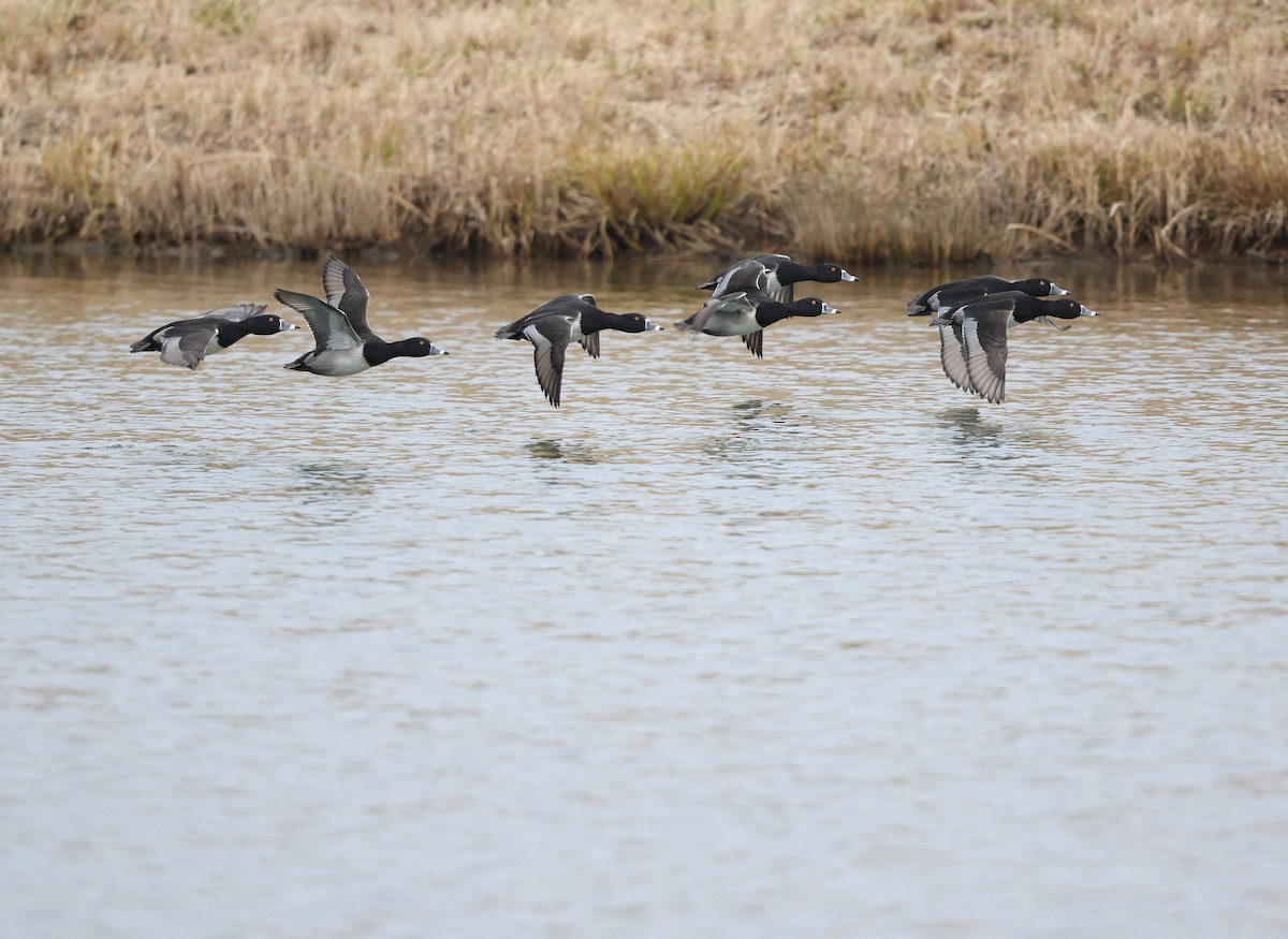 環頸潛鴨 - ML647712792