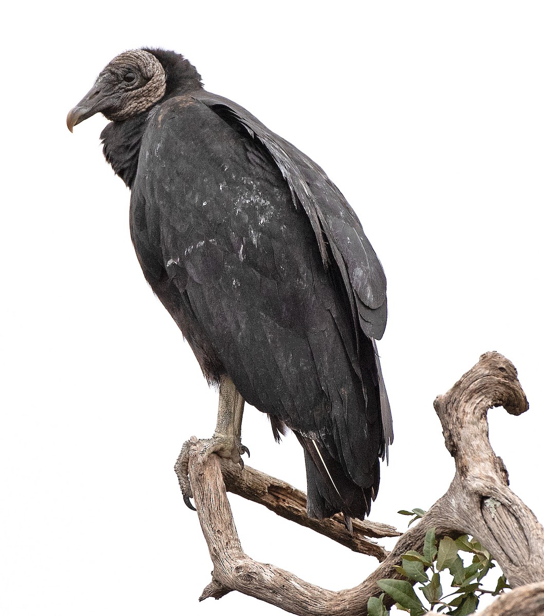 Black Vulture - ML647712794