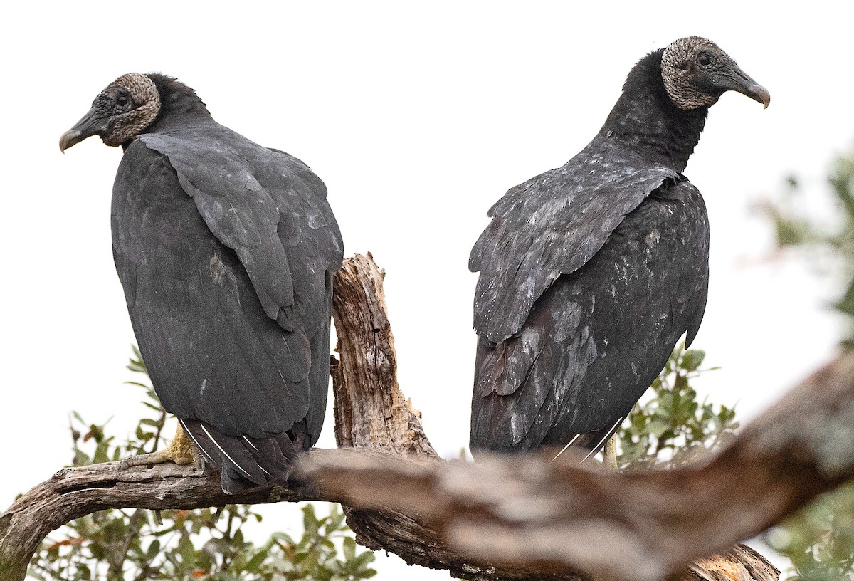 Black Vulture - ML647712795