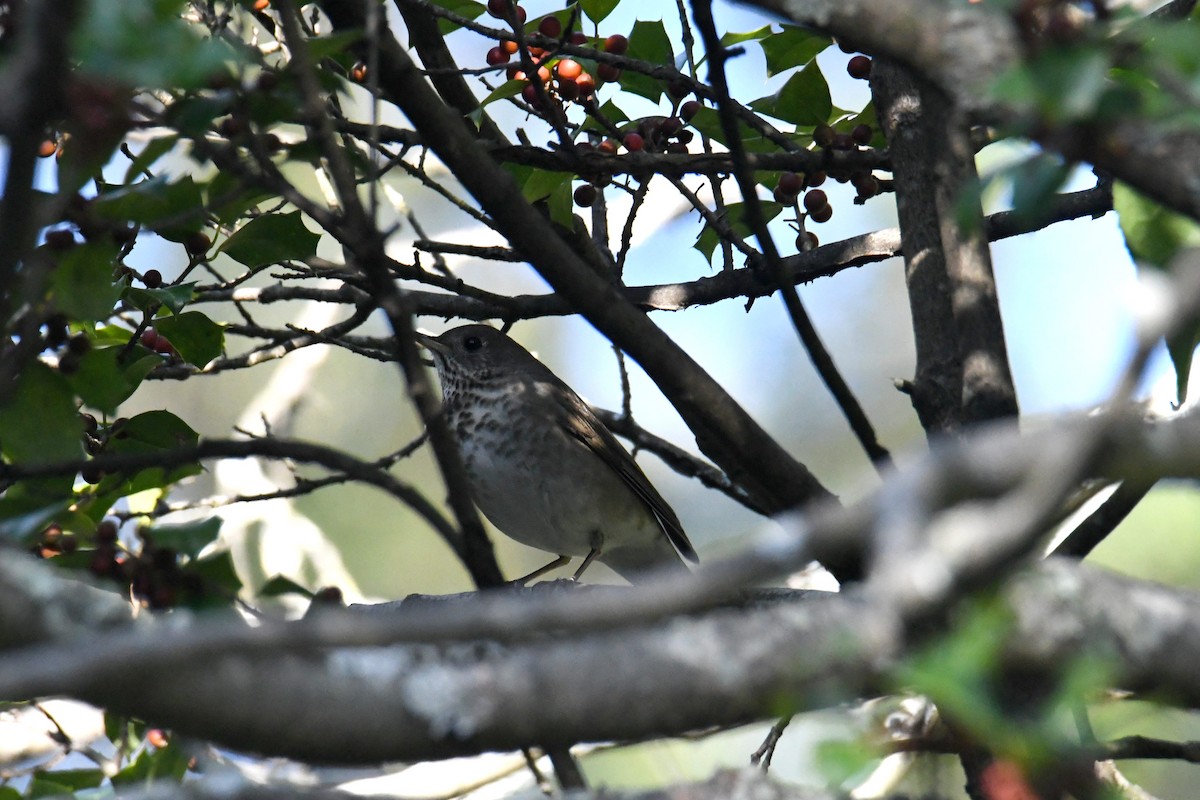 Grive à joues grises - ML647712799