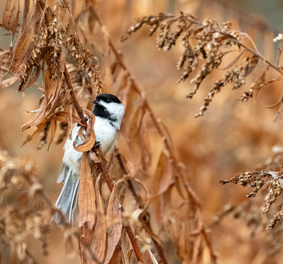 Black-capped Chickadee - ML647712831