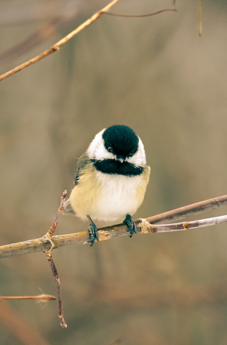 Black-capped Chickadee - ML647712889