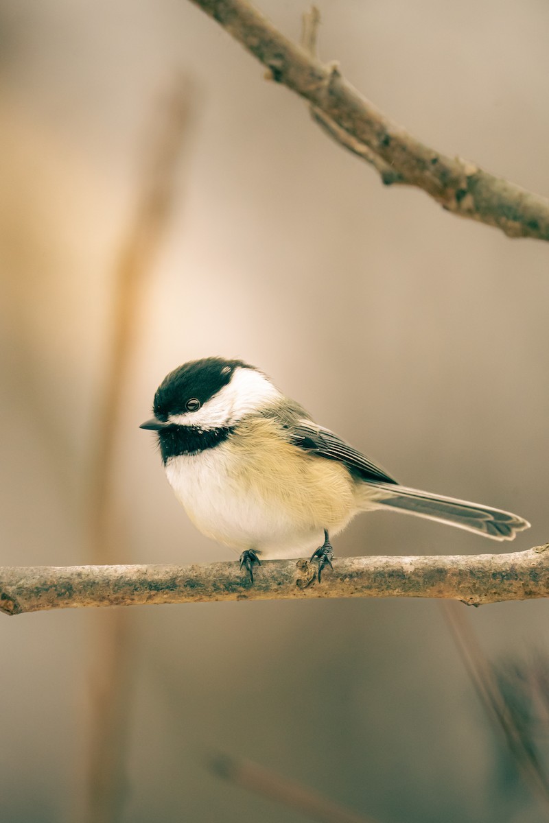 Black-capped Chickadee - ML647712896