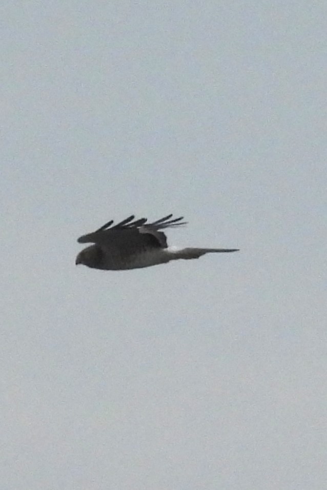 mørkmyrhauk - ML647712902