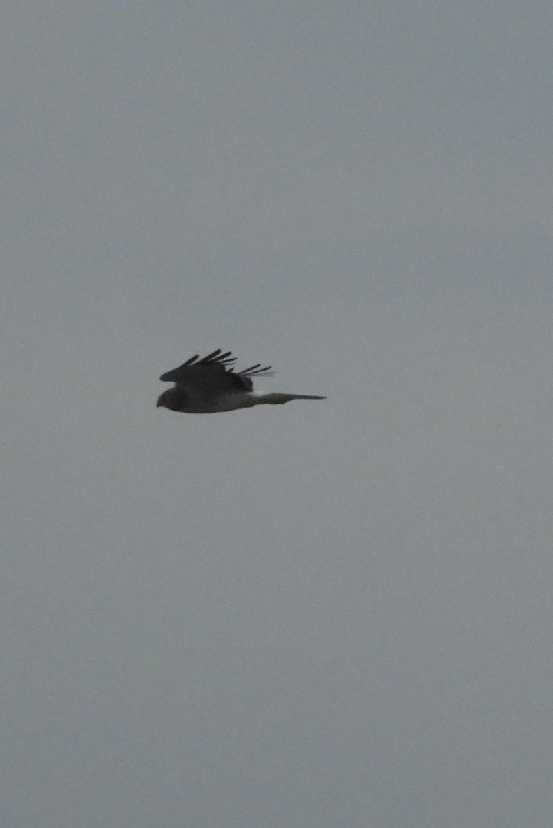 mørkmyrhauk - ML647712903