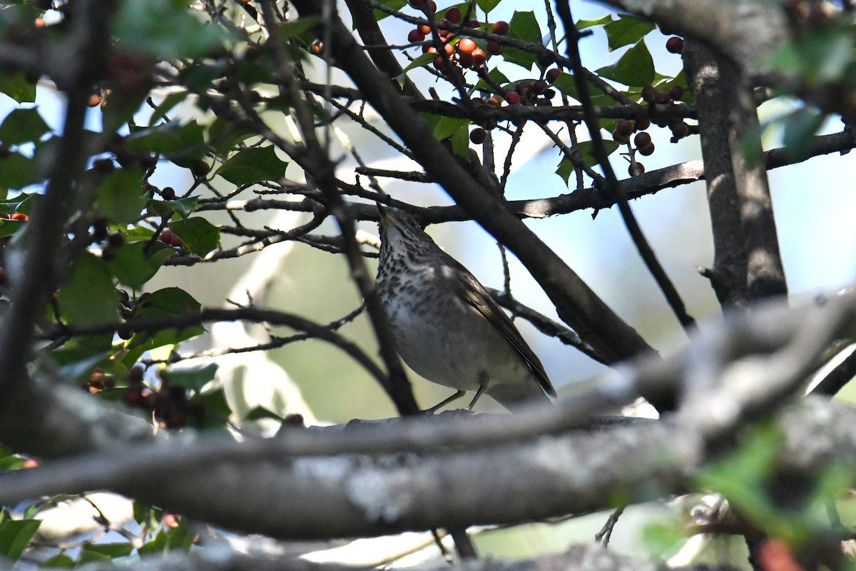 Grive à joues grises - ML647712912