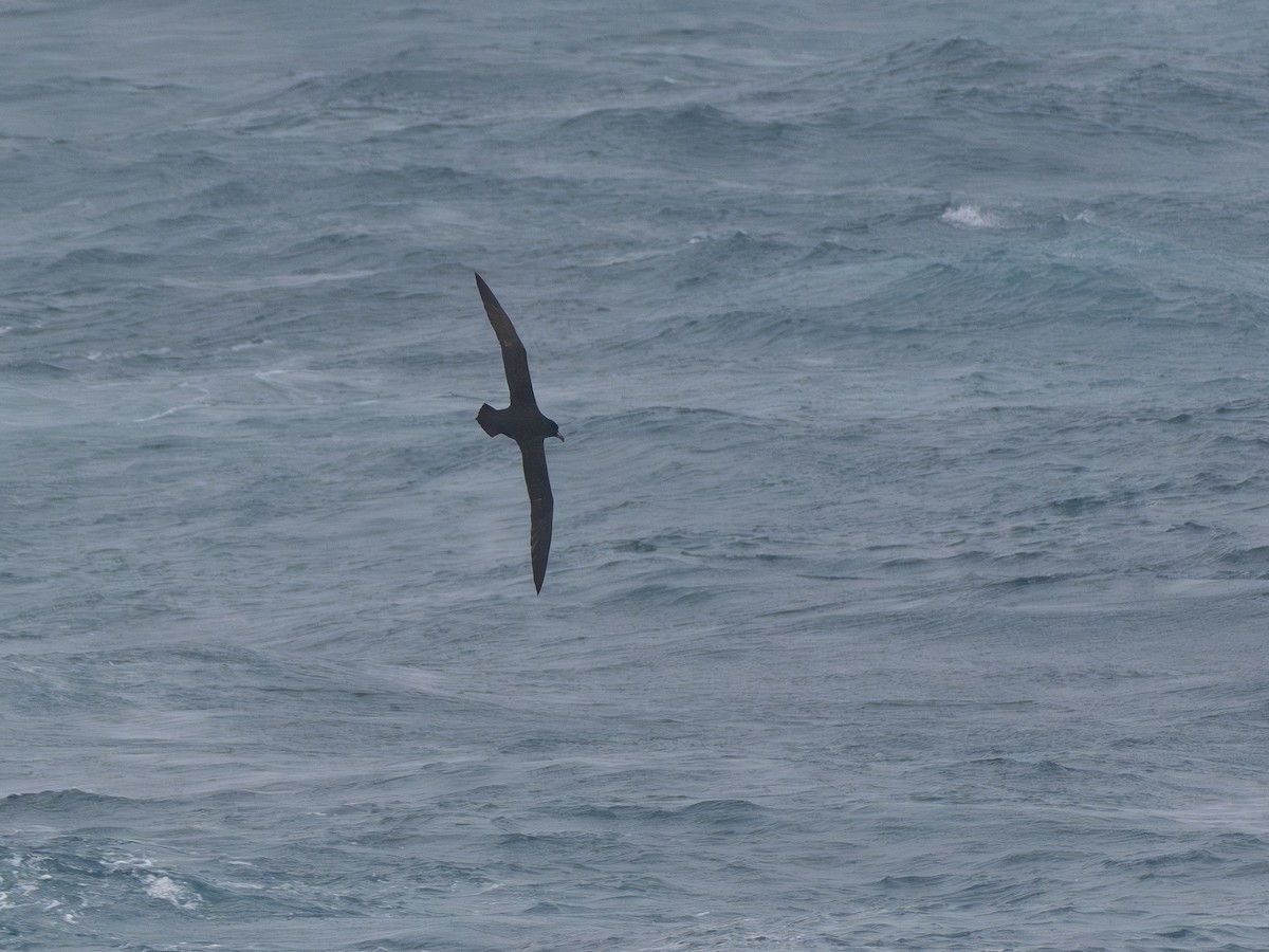 Beyaz Gıdılı Yelkovan - ML647712913