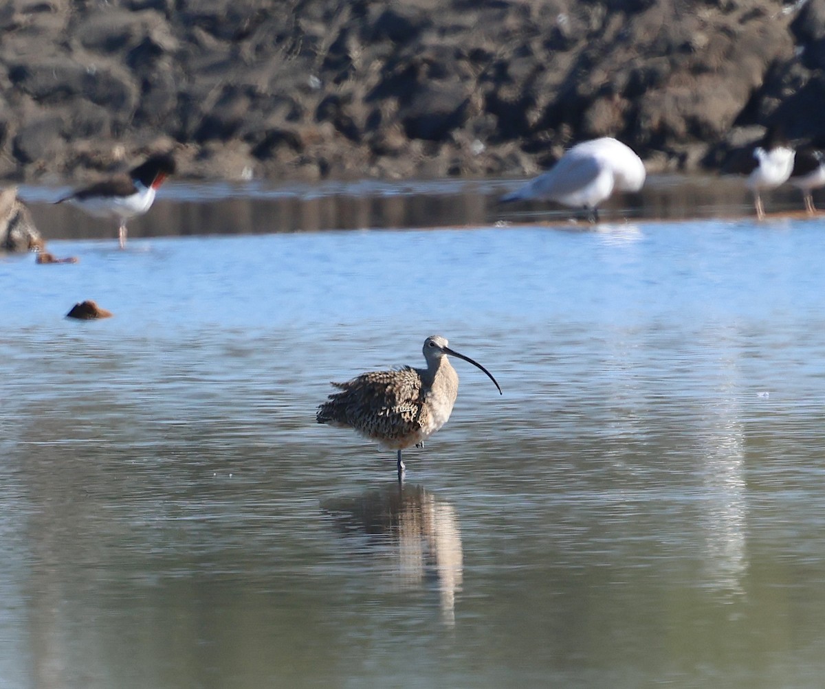 Кульон американський - ML647712928