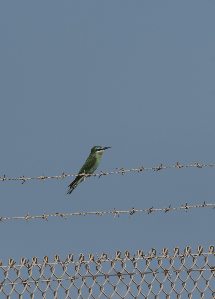 Зелёная щурка - ML647712940