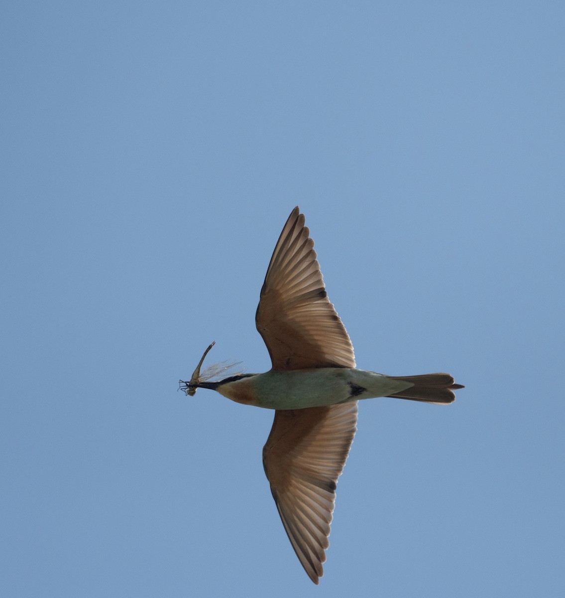 Зелёная щурка - ML647712941