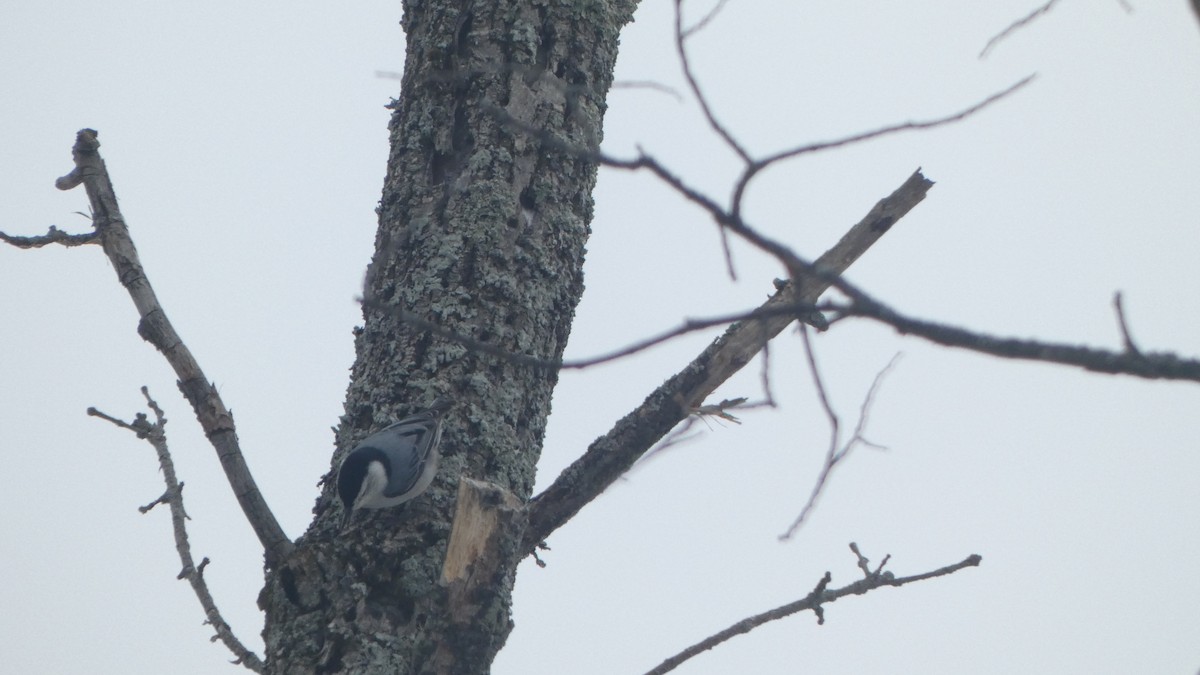 White-breasted Nuthatch - ML647712943