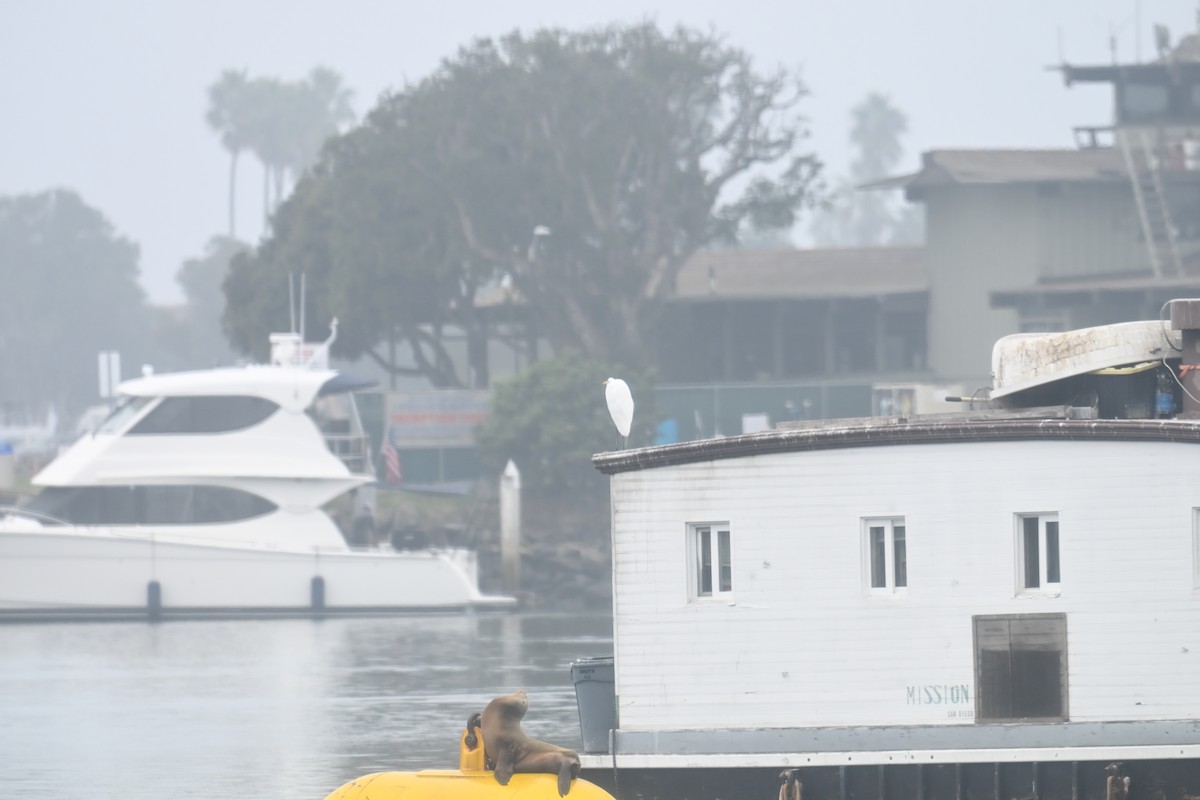 Great Egret - ML647712949