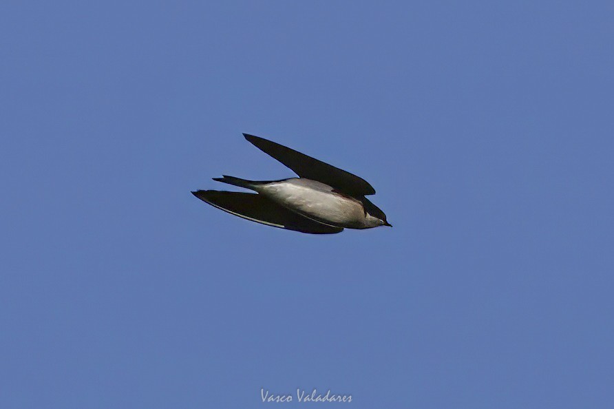 Tree Swallow - ML647712958