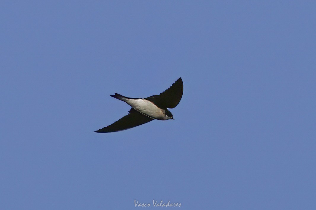 Tree Swallow - ML647712959