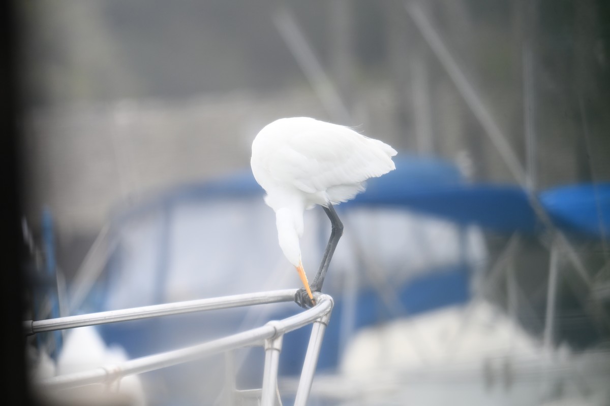 Great Egret - ML647712961