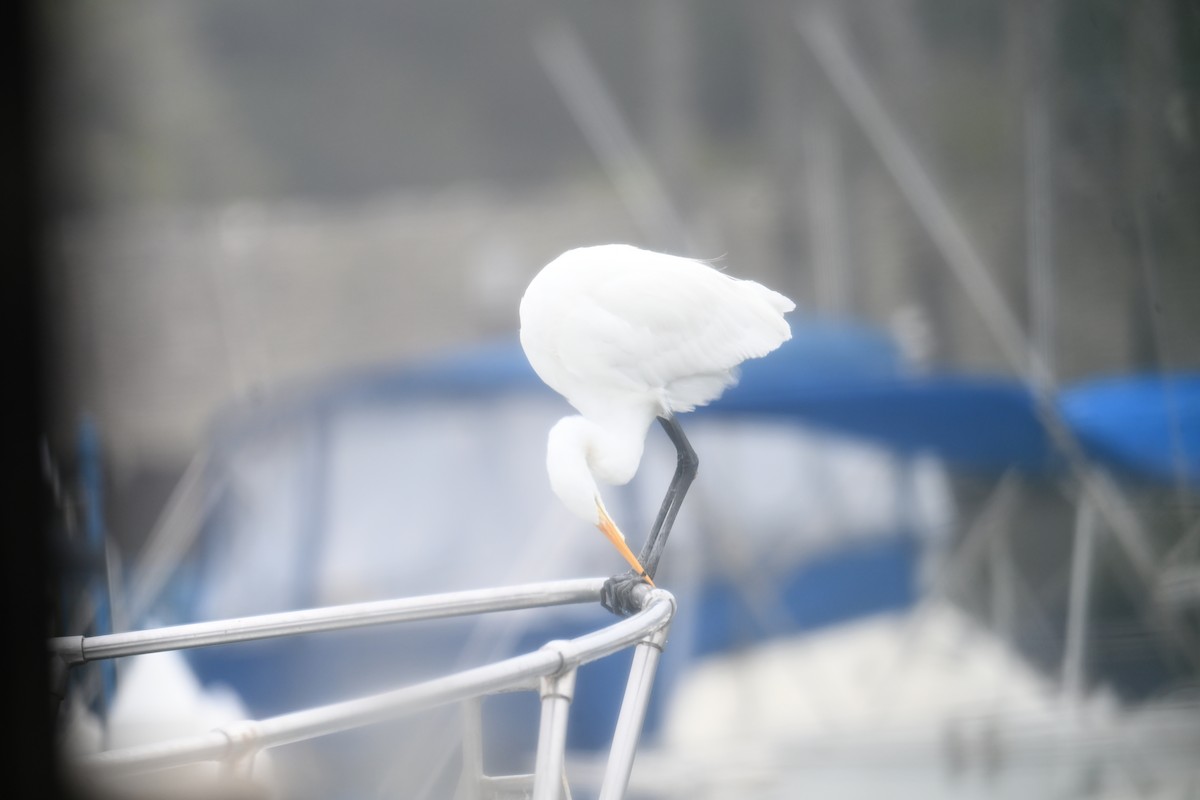Great Egret - ML647712963
