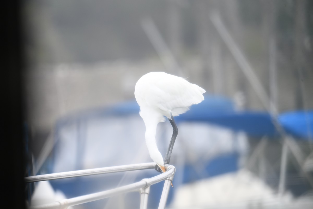 Great Egret - ML647712964
