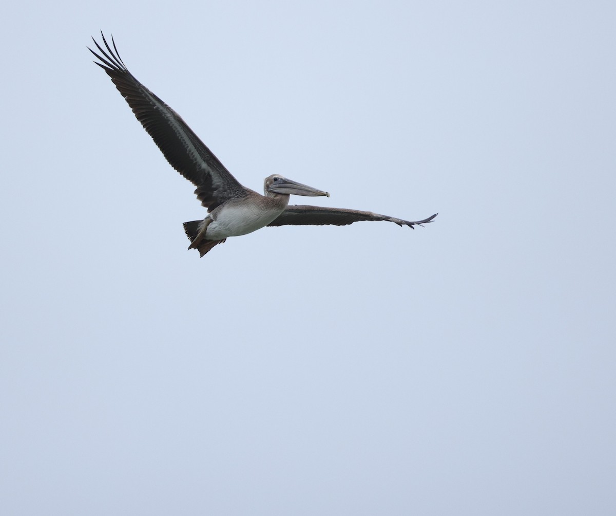 Brown Pelican - ML647712966