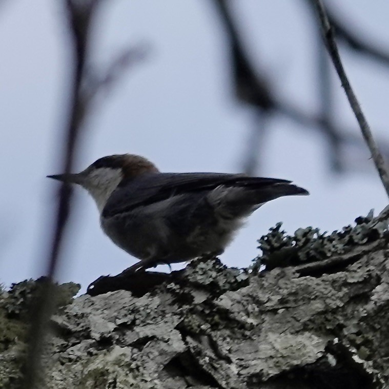 Sittelle à tête brune - ML647712971