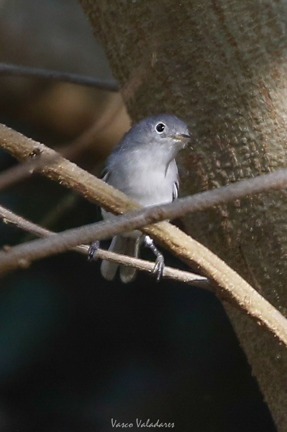 Голубая комароловка - ML647712972