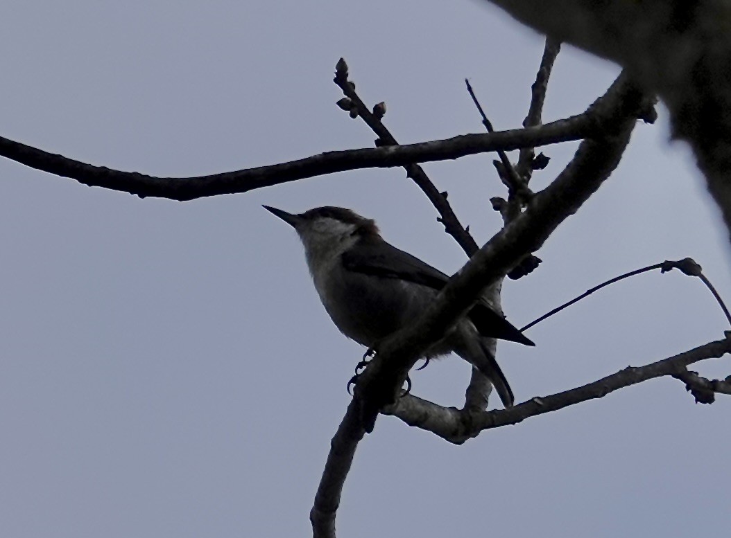 Sittelle à tête brune - ML647712979