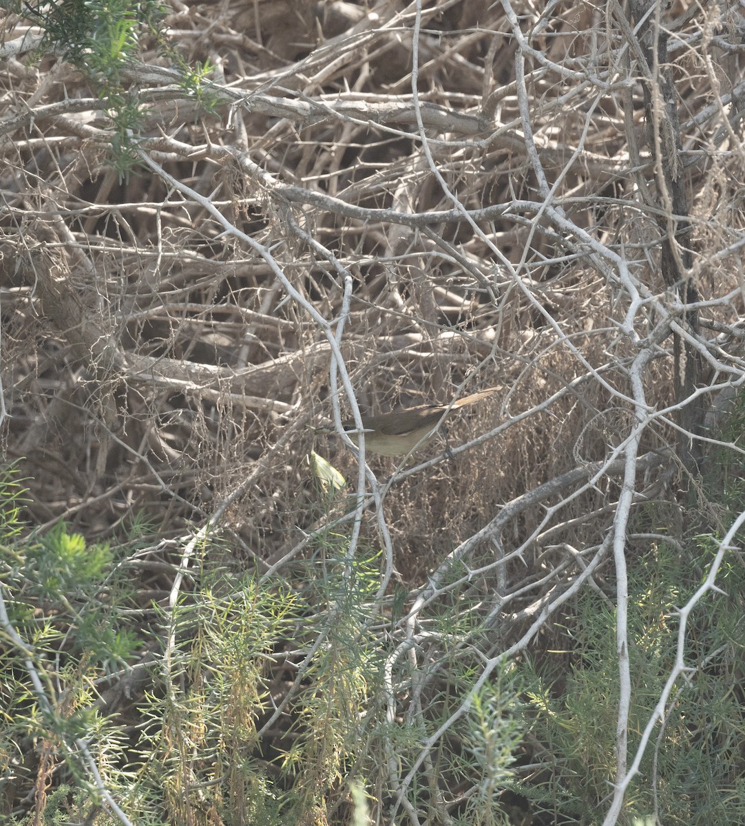 Өмнөдийн охил бялзуухай - ML647712991