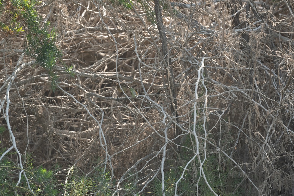 Өмнөдийн охил бялзуухай - ML647712992