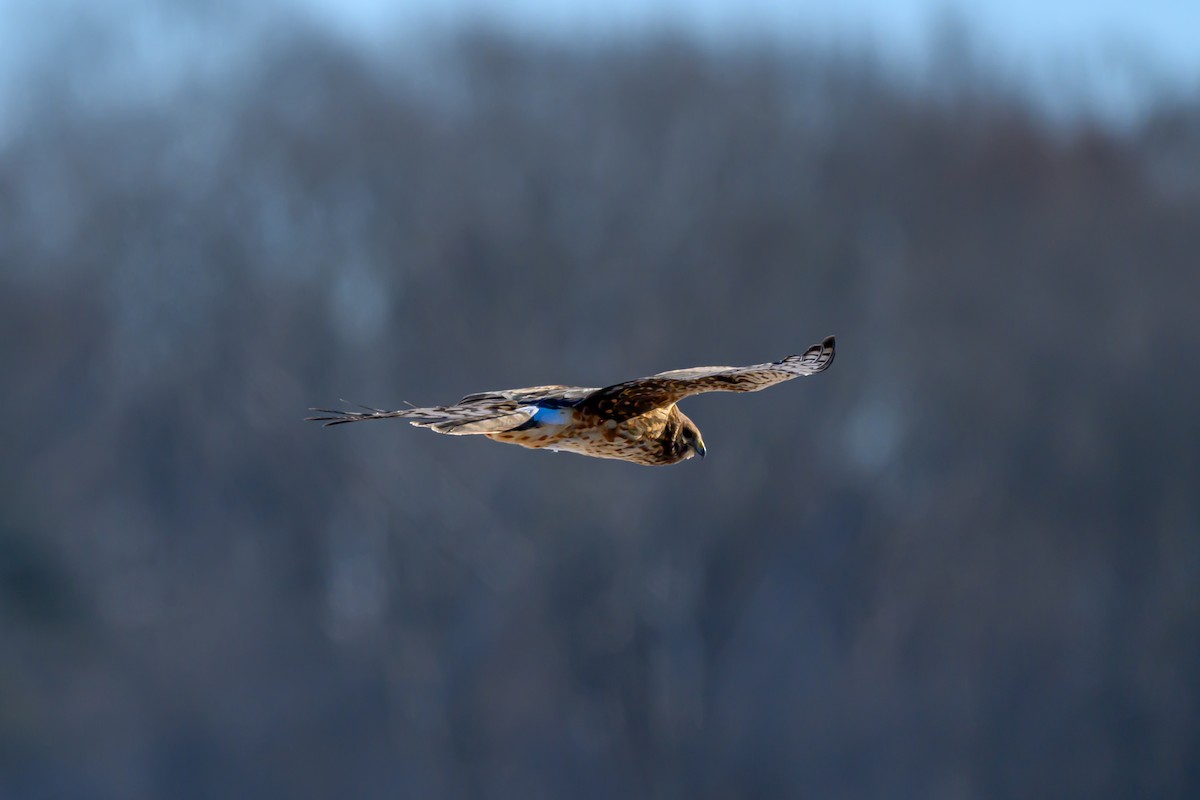 mørkmyrhauk - ML647713003