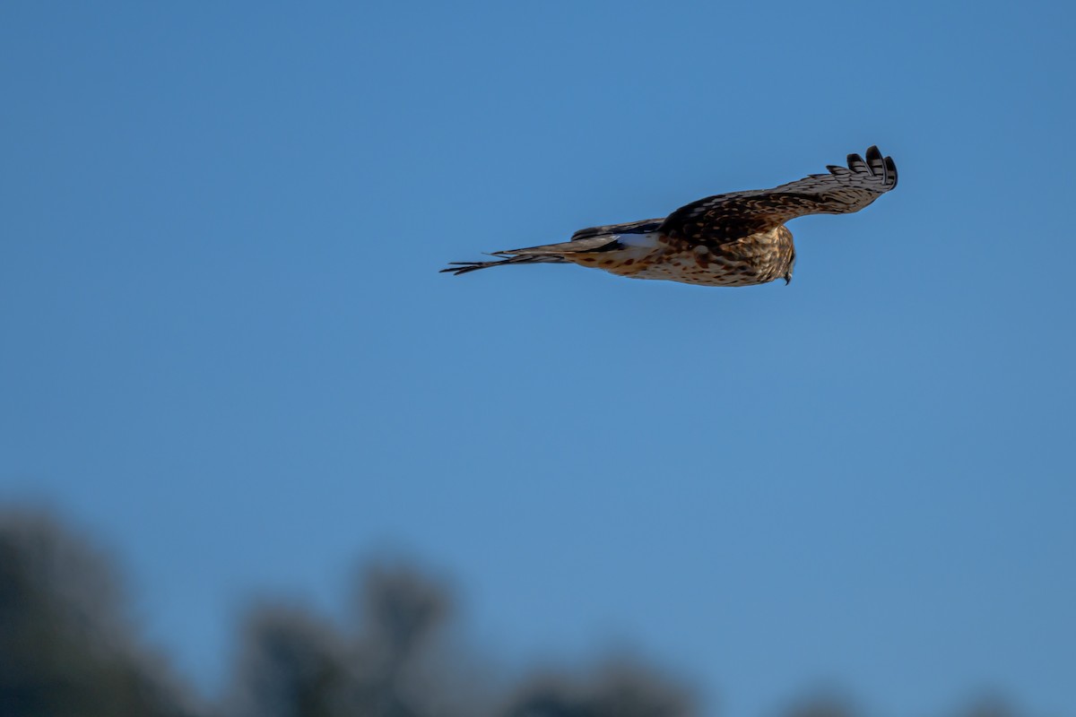 mørkmyrhauk - ML647713004