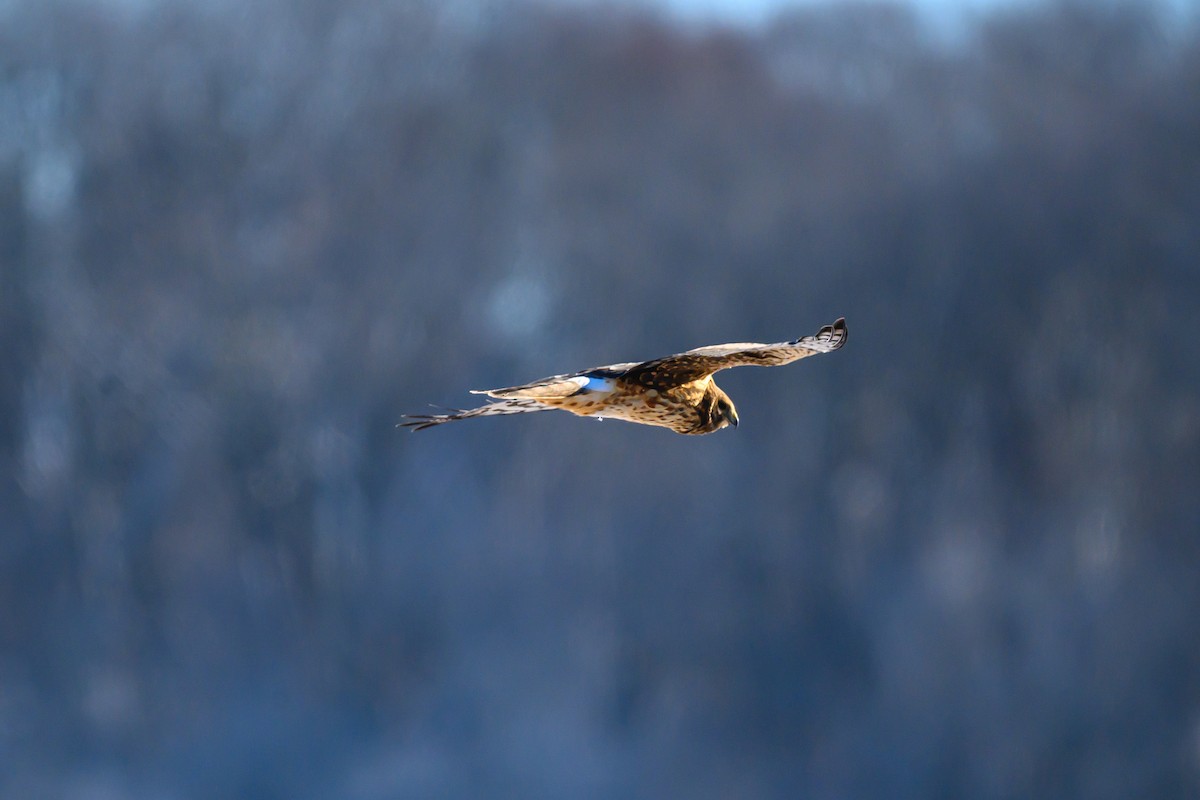 mørkmyrhauk - ML647713005