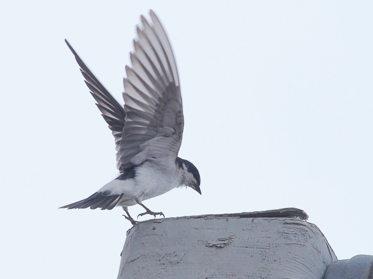 Hirondelle à diadème - ML647713016