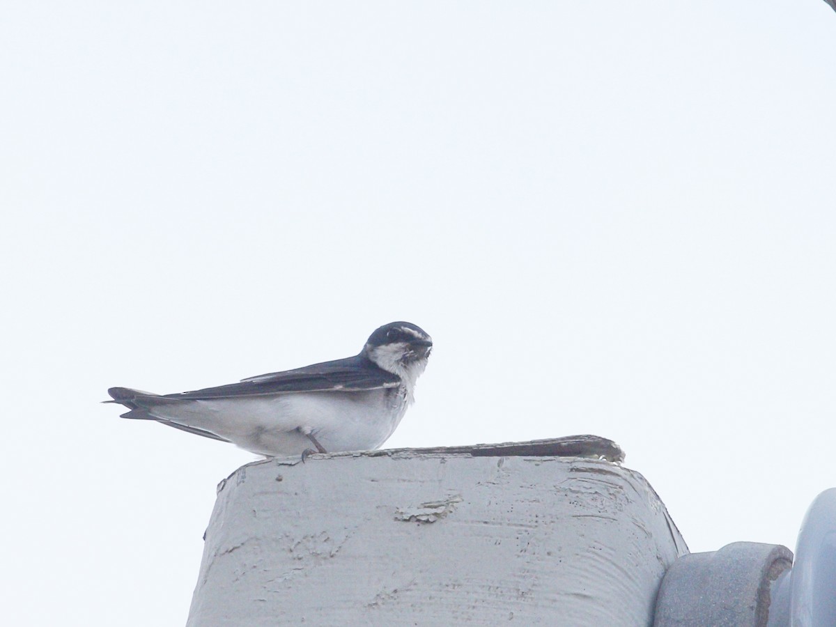 Hirondelle à diadème - ML647713017