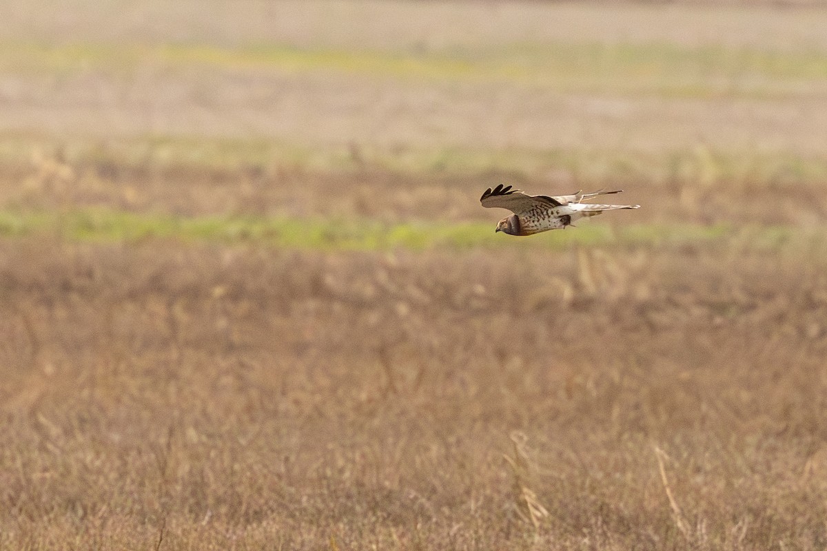 mørkmyrhauk - ML647713019