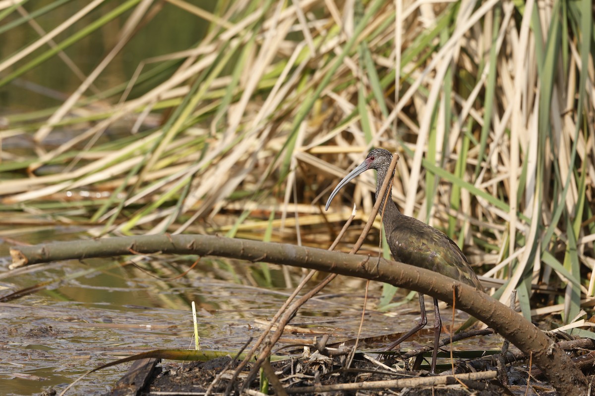 Beltzaran musuzuria - ML647713021