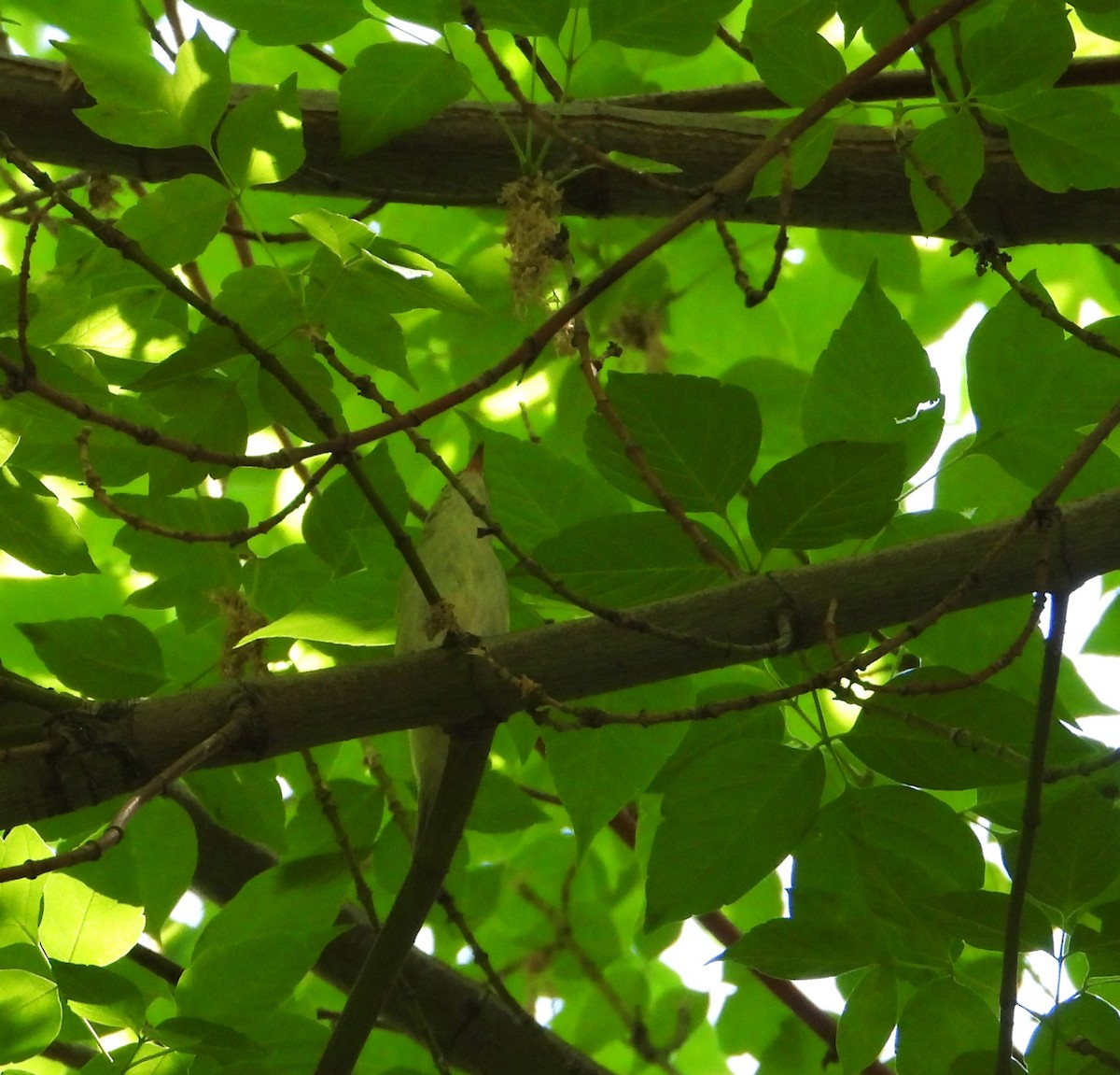 østsanger - ML647713042