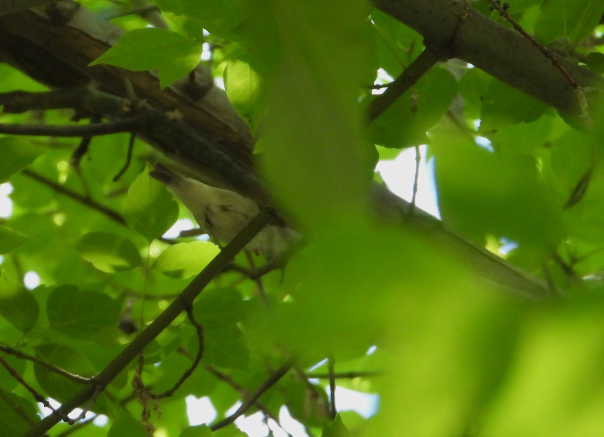 østsanger - ML647713043